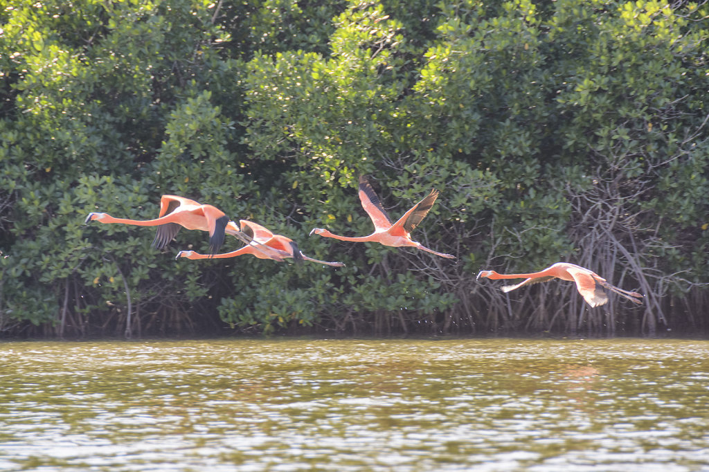 18. Cuba - Flamingo´s