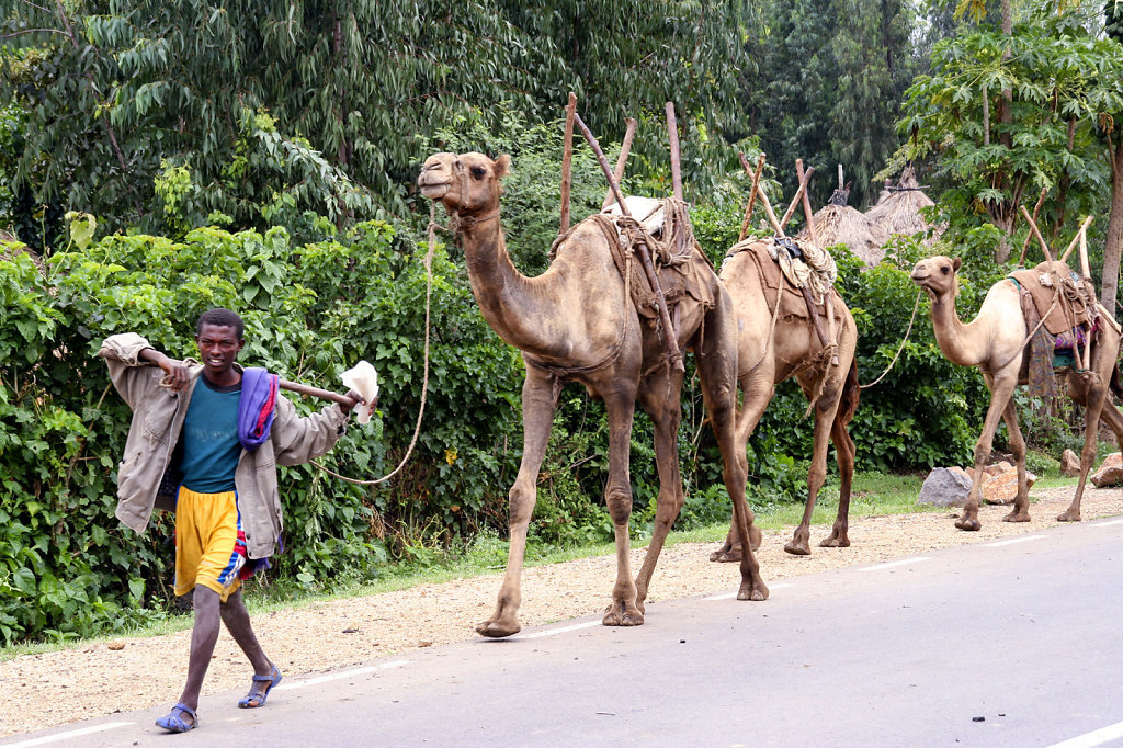 6. Ethiopie - Dromedarissen