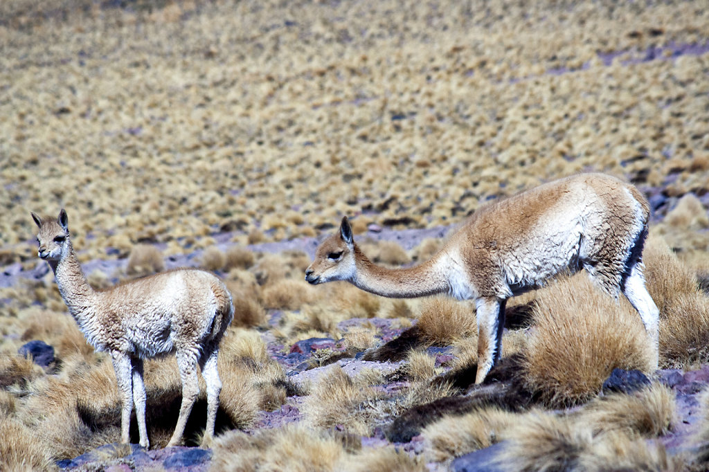 14. Chili Noord - Atacama. Vicunas