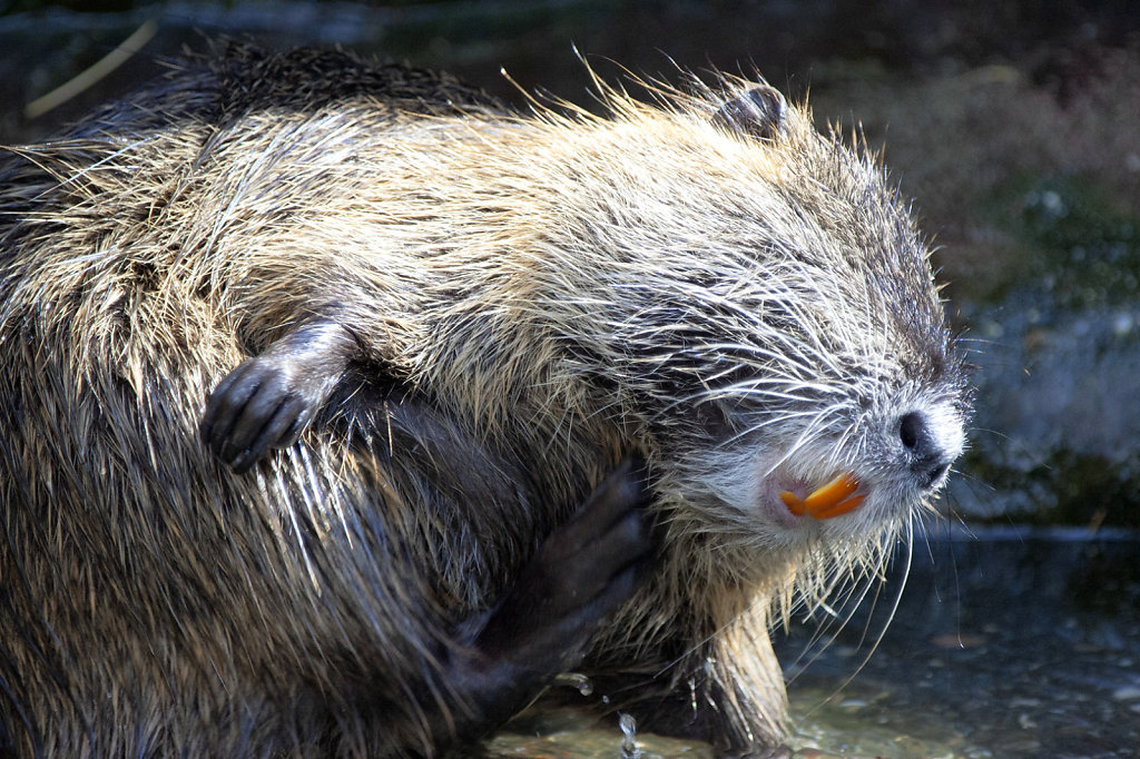 4. Amersfoort - Dierentuin. Beverrat