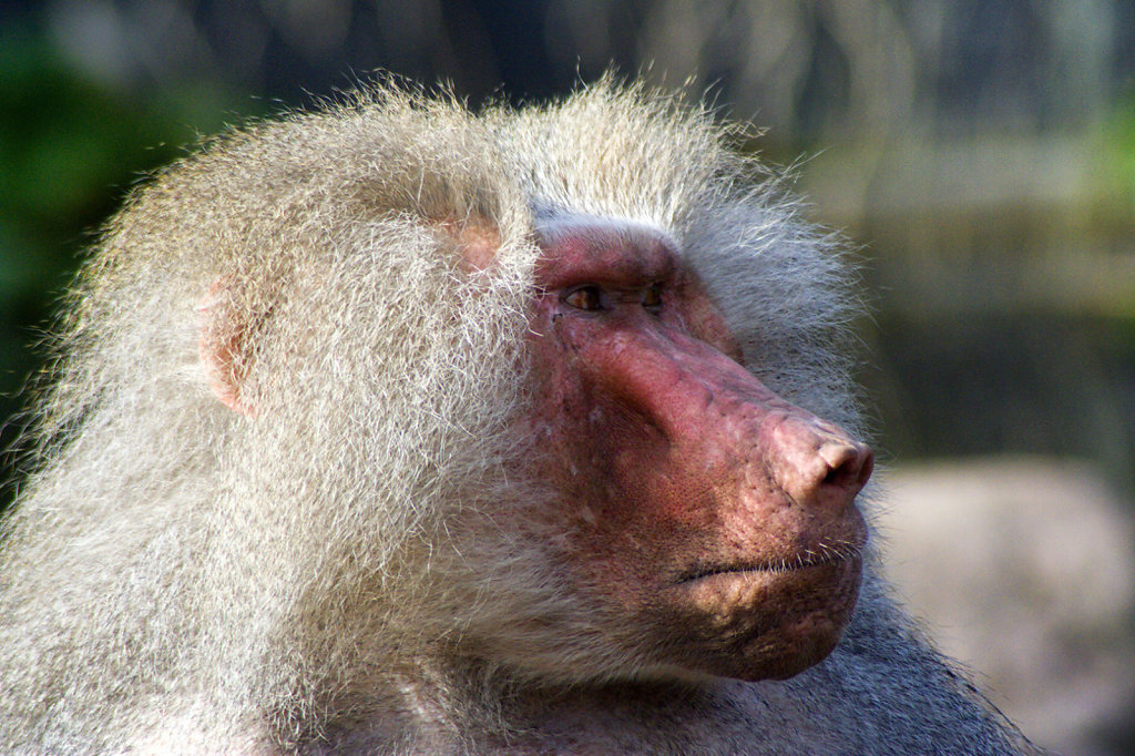 5. Amersfoort - Dierentuin. Baviaan