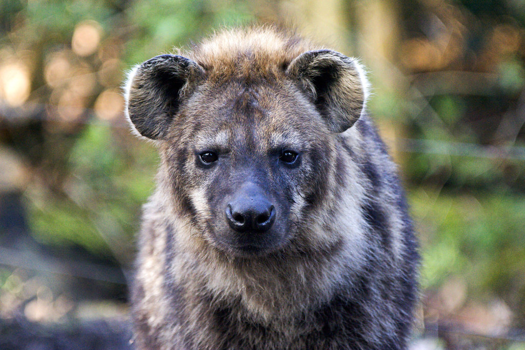 8. Amersfoort - Dierentuin. Hyena