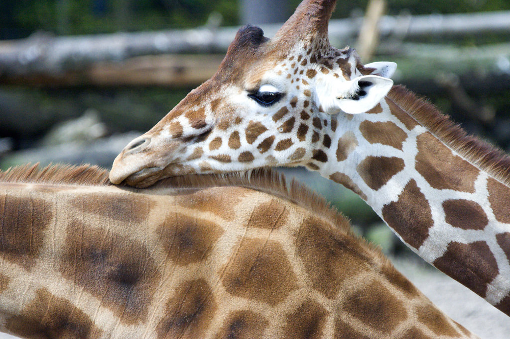 9. Amersfoort - Dierentuin. Giraffen